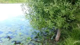 Нашел перспективное место для рыбалки на реке Колокша