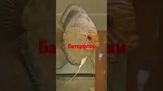 Опять БАБОЧКИ!