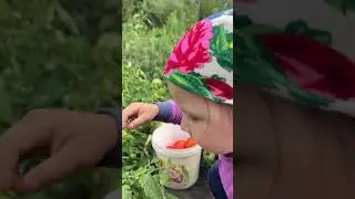 Помогаю собирать урожай #ЯжеВика