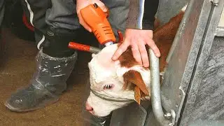 Revolutionary Cow Farming Pretty Girls Technology Automatic Hay Feeding & Smart Cowshed