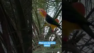 What happens when 1 Parrot has some thing & the other 1 wants it? #￼#parrot_bliss #bird #caique