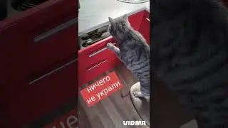 Мэрькухнадзор #Мэри #кошка #кухня