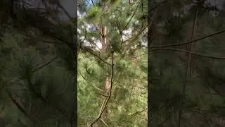 Gigantic Dahilayan pine trees #viral #shorts #nature #satisfying #christmas