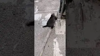 Нас и здесь хорошо кормят!#юмор #shorts