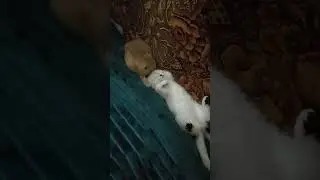 Марсик перед сном умывает Сандру и себя 😸😸 Сандра в трансе!..😴😇🤣