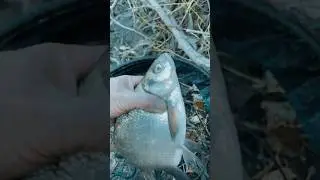 Ловля леща на реке с новым фидером от Preston