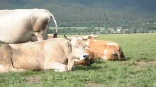 Paša v Cerknici III