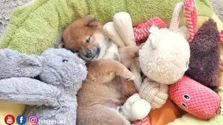 potat disguised in so many plushies