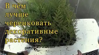 В чем лучше черенковать декоративные растения? Лотки, кассеты или ящики?
