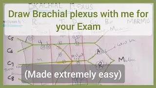 Brachial Plexus Made Extremely Easy (How to Draw Brachial Plexus) USMLE STEP 1