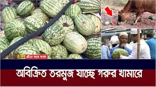বয়কটের ডাকে কাঁদছে তরমুজ ব্যবসায়ীরা | ATN Bangla News
