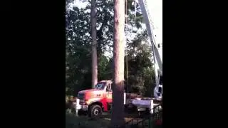 Timber!!!