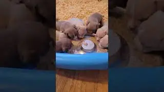 Dinner Time!! 