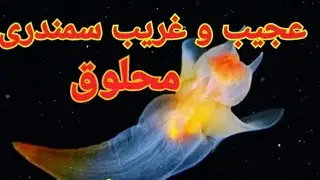 Amazing sea animals, sea animals for kids, sea animals drawing, sea animals names, sea animals video