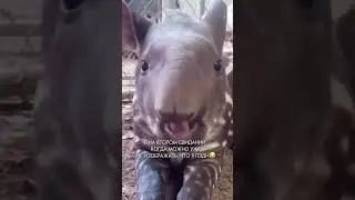 ЛЭДИ КОТОРАЯ НЕ ЧАВКАЕТ😂