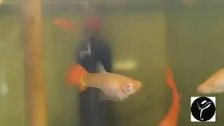 full reds albinos 2