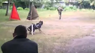 Дрессировка собак в Харькове. Нападение собаки. Кинологи