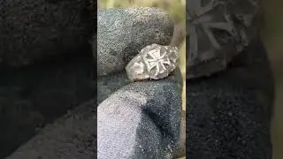 КОП ПО ВОЙНЕ. WW2 METAL DETECTING. РЫБОЛОВ КОПАТЕЛЬ
