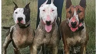BULLTERRIER GLADIATORS IS DOG/БУЛЬТЕРЬЕР ГЛАДИАТОР СРЕДИ СОБАК