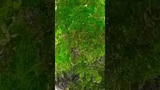 прогулка по лесу