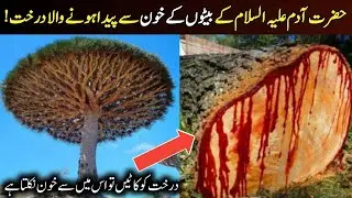Blood Comes out when Cut Tree | Bloodwood Tree | Dragon Blood Tree
