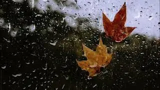 Relaxing Rainy Day in the Forest  #rain #ASMR #relaxation