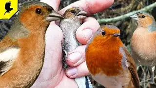 Catching birds in the south of Russia in winter 2021