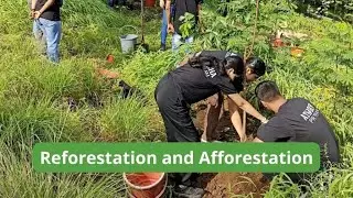 Green Battle - Reforestation vs Afforestation (3 Minutes)