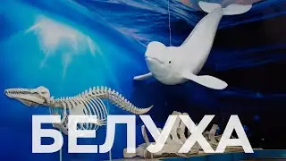 Белуха в музее