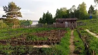 НАКУПАЛАСЬ. ВЫСАДИЛА ХРИЗАНТЕМЫ. СЫПЛЮ ОПИЛ МЕЖДУ ГРЯДОК.