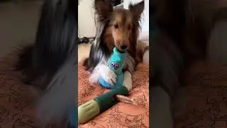 Sheltie puppy ripping a bong #hiphop #rap #dog #puppy #sheltie #pup #shetlandsheepdog #snoopdogg