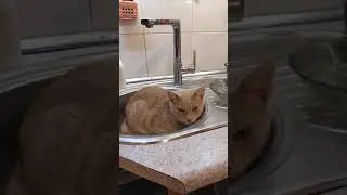 Кот в раковине 