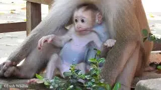 The Lovely Baby Monkey Crying so Loud