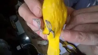 Como fazer pezinhos de passarinhos