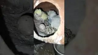 my Budgies breeding update  //  laying some eggs and perfectly hatch 🐣 two babies ❤️ #viral