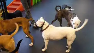Dog Aggressive Lily