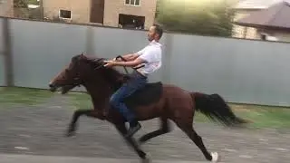 Single footing horse Keher (Balaken)