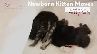 Newborn kitten moves