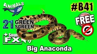 Anaconda Green Screen 3D