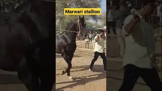 marwari stallion: