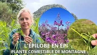 L'épilobe en épi