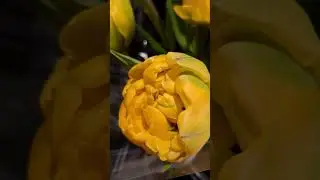 пионовые тюльпаны 