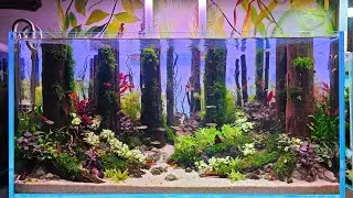 Don't zoom in on me, you'll be fascinated | AQUARIUM DESIGN |
