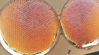 YAYLA BALI 1500 Rakım  KASTAMONU TAŞKÖPRÜ🐝🐝🐝🍯🍯🍯