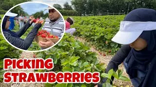 Gak Punya Kebun Strawberry Tapi Bisa Panen??? || Picking Strawberries at Larriland Farm