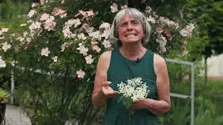 HOLUNDER Die heilende Wirkung der ASPIRIN PFLANZE (Ruth Pfennighaus)
