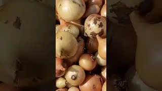 Epic Harvest