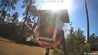 BirdCam20241231