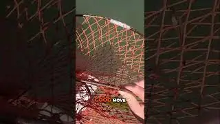 How to avoid the point end of MUD CRABS
