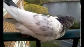 My pigeon